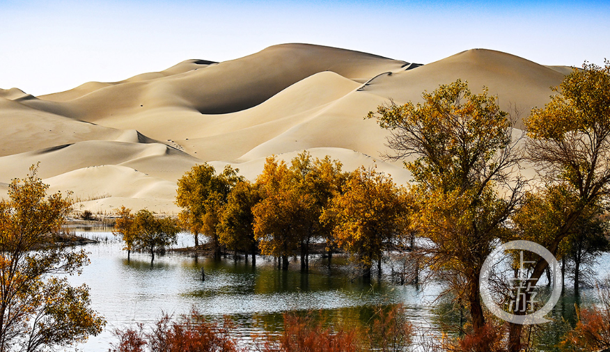 沙漠绿洲胡杨林上游新闻签约摄影师带你看美景