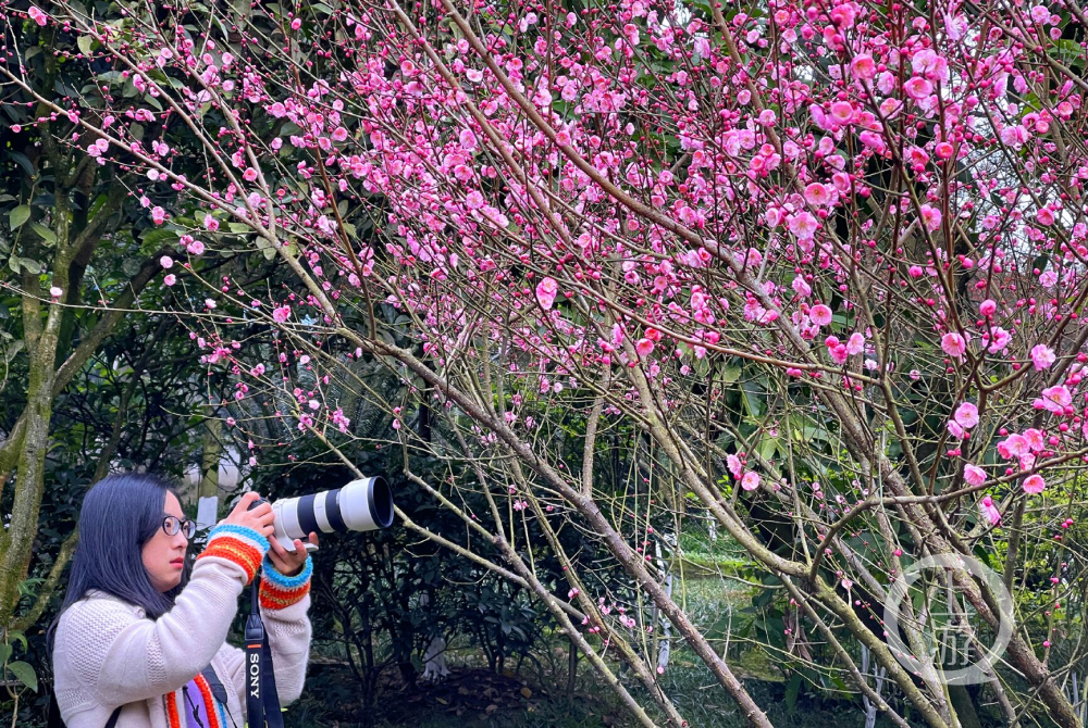 1月14日,上游新聞記者來到南山植物園,一進大門視線就被一簇簇盛開的