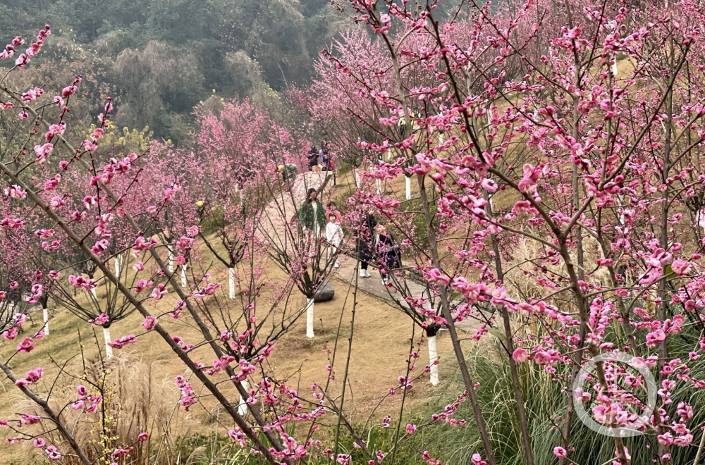 歌乐山梅花图片