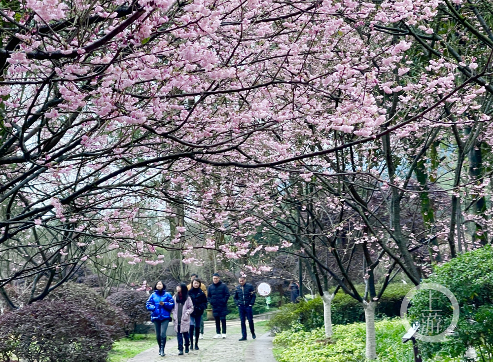 大年初一市民赏樱感受早春气息春节期间南山植物园樱花大面积绽放