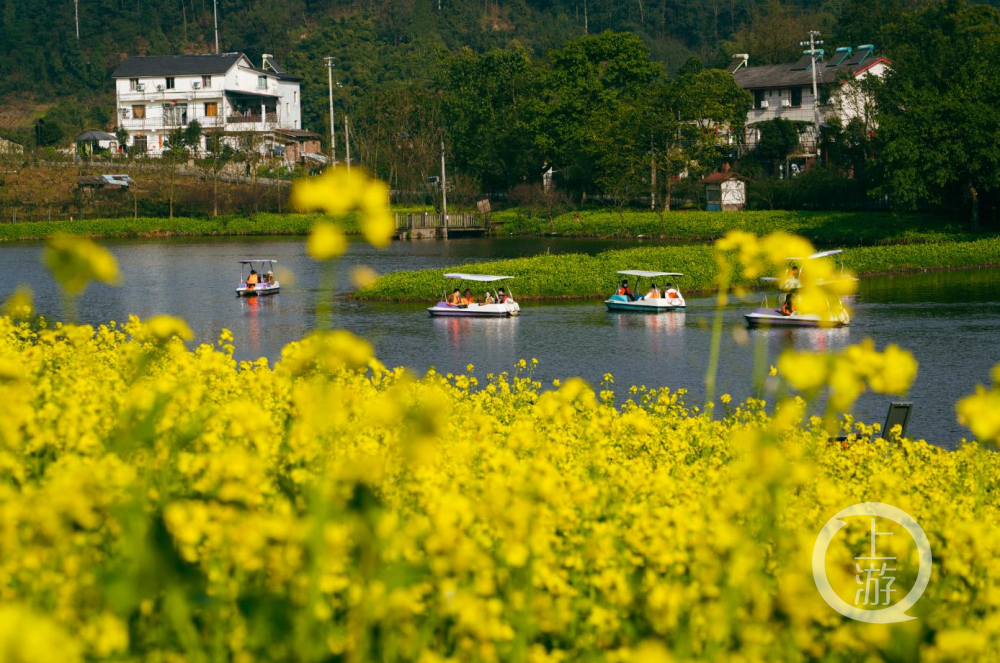 二圣油菜花基地图片