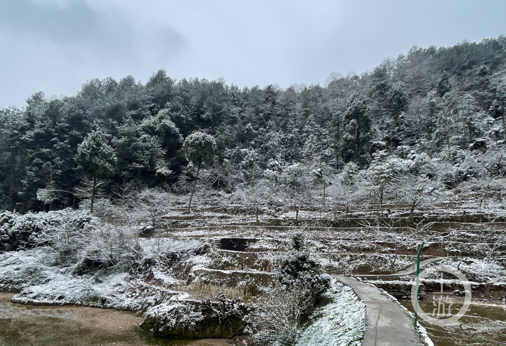 重庆主城高海拔地区又下起了雪,在巴南区石滩镇的双寨山,方斗山,雪花