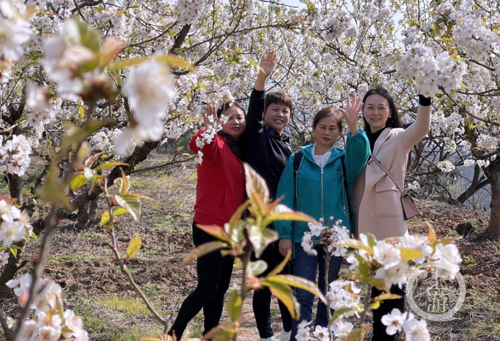 每年3月初,重慶主城區最大的櫻桃基地——渝北玉峰山上的千畝櫻桃花