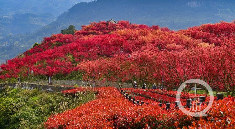 漫山红枫图片图片