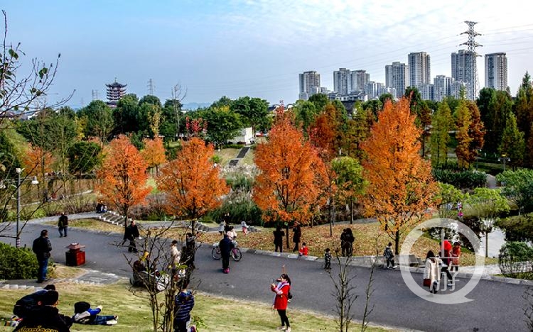 《公园秋色》组照二 张云惠 摄于铜梁人民公园