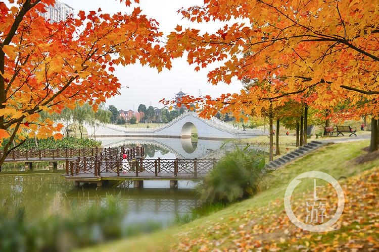 《人民公园秋色美如画》组照五 叶凤英 摄于铜梁人民公园